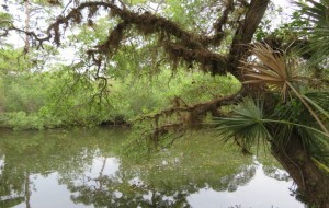  Lee County for Natural Resources Services