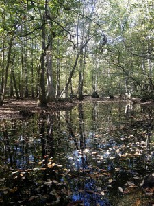 Big Cypress Basin