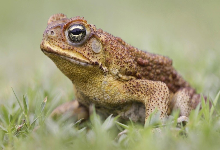 Cane toad warning Village of Estero, FL