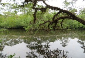 Estero River